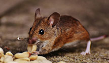 24 Hour & Emergency Exterminators in Bridgeton Terrace, MO